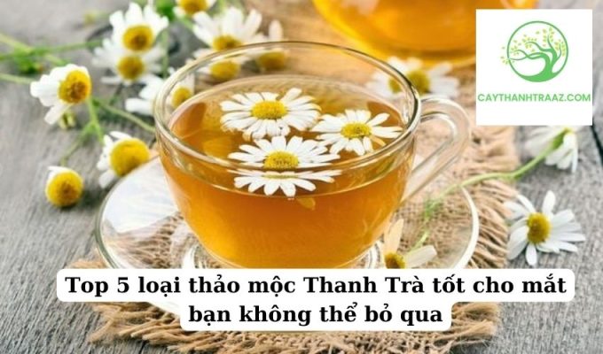 Top 5 loại thảo mộc Thanh Trà tốt cho mắt bạn không thể bỏ qua