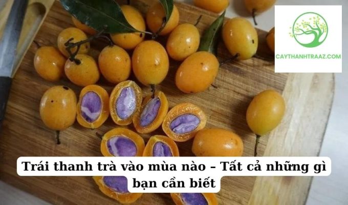 Trái thanh trà vào mùa nào – Tất cả những gì bạn cần biết