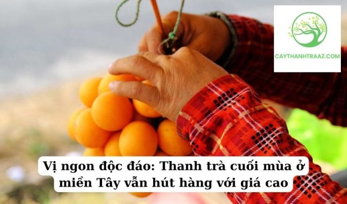 Vị ngon độc đáo Thanh trà cuối mùa ở miền Tây vẫn hút hàng với giá cao